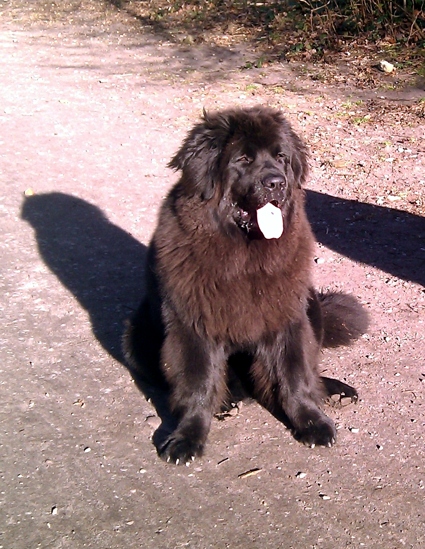 Adele mit Holly im Wald