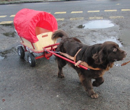 Hazel mit Bollerwagen