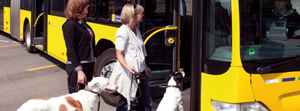 Bus und Hund