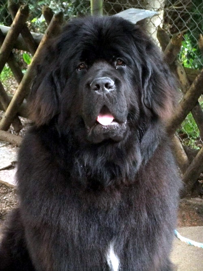 lennox_bear_04